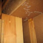 AC Brand Schimmel 01